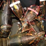 homard cru