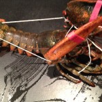 homard ficelle 1